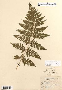 Dryopteris carthusiana image