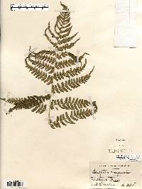 Dryopteris marginalis image