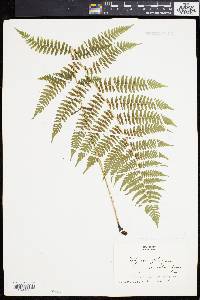 Athyrium angustum image