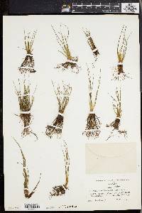 Isoetes occidentalis image