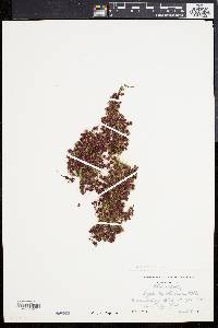 Azolla caroliniana image