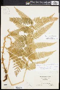 Dryopteris celsa image