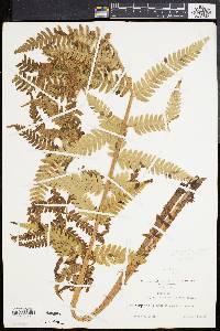 Dryopteris celsa image