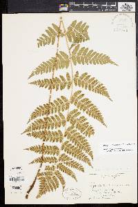 Dryopteris clintoniana image