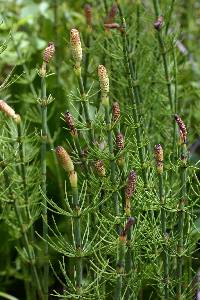 Image of Equisetum fluviatile