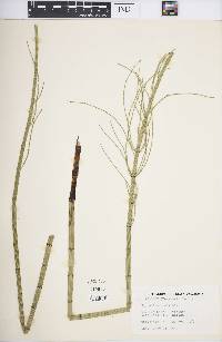 Equisetum fluviatile image