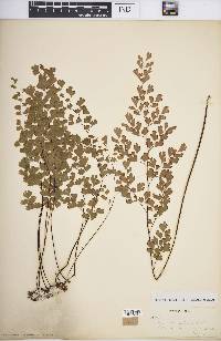 Adiantum capillus-veneris image