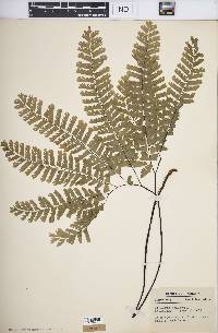 Adiantum pedatum image