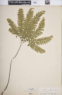 Adiantum pedatum image