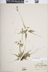 Asplenium rhizophyllum image