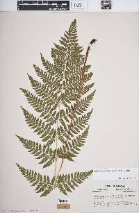 Dryopteris carthusiana image