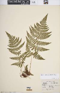 Dryopteris carthusiana image