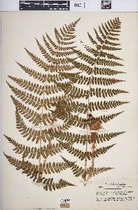 Dryopteris marginalis image