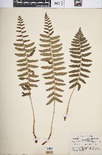 Polystichum acrostichoides image