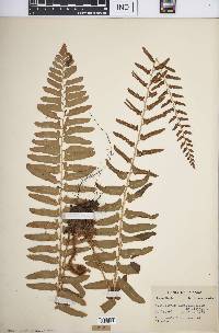 Polystichum acrostichoides image