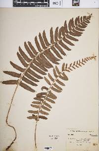 Polystichum acrostichoides image