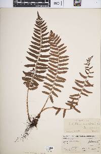 Polystichum acrostichoides image