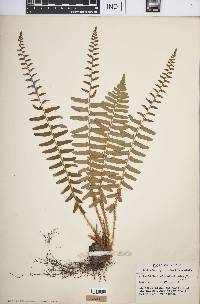 Polystichum acrostichoides image