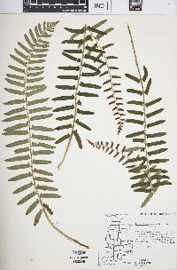 Polystichum acrostichoides image