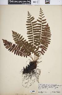 Polystichum acrostichoides image