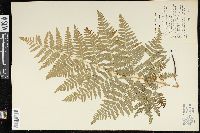 Pteridium latiusculum subsp. latiusculum image