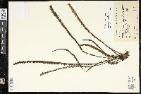 Jamesonia verticalis image