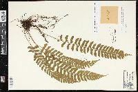 Hymenasplenium laetum image