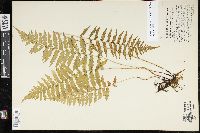 Coryphopteris simulata image