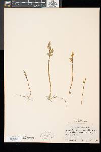 Botrychium matricariifolium image