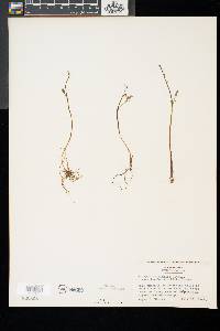 Botrychium simplex image