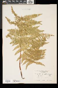 Dennstaedtia punctilobula image