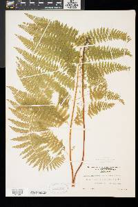 Dennstaedtia punctilobula image