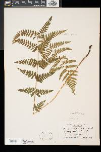 Dryopteris x boottii image