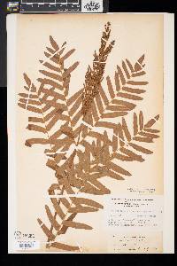 Osmunda regalis image