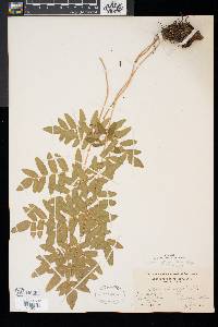 Osmunda regalis image