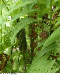 Image of Osmunda claytoniana