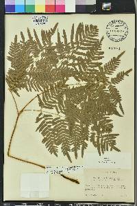 Pteridium latiusculum var. pseudocaudatum image