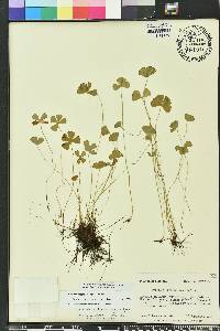 Marsilea vestita image