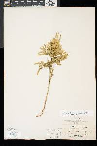 Dendrolycopodium dendroideum image