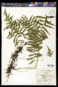 Coryphopteris simulata image