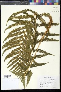 Dryopteris filix-mas image