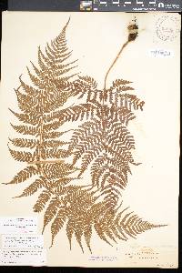 Dryopteris unidentata image