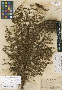 Dryopteris glabra image