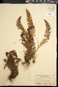 Polystichum haleakalense image