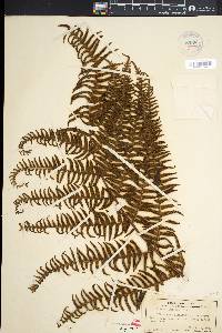 Pteridium revolutum image