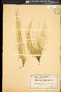 Equisetum ramosissimum image