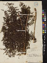 Dryopteris nodosa image