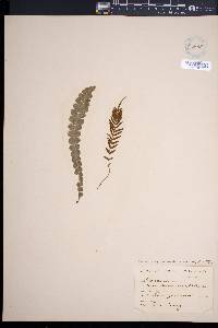 Austroblechnum membranaceum image