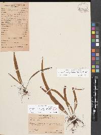 Oreogrammitis subspathulata image