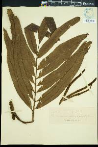 Lomariopsis subtrifoliata image